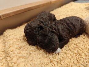 Lagotto Romagnolo PP FCI Polsko - 5