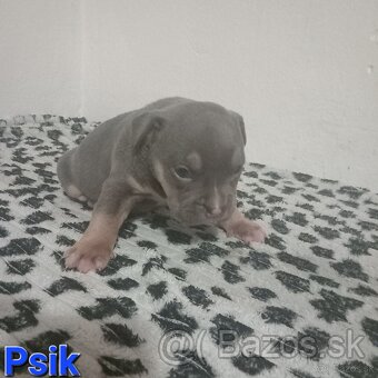 American bully - 5