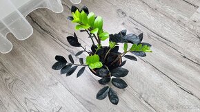 Zamioculcas Raven (čierny) - 5