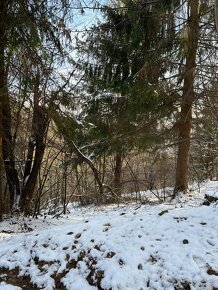 Pozemok Dunajov-Potoky na chov alebo pestovanie drevín - 5