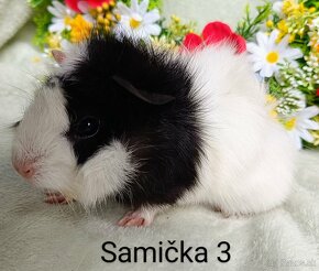 Morča/Morčiatka samičky - 5