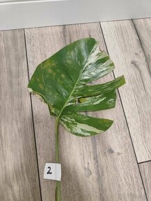 Monstera Albo Variegata - 5