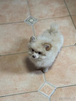 Pomeranian - 5