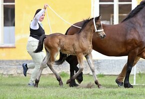 WELSH COB HŘEBEČEK na prodej - 5