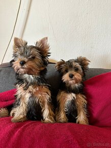 Yorkshire Terrier - 5