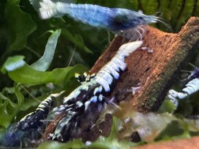 Caridina Black galaxy Fishbone - 5