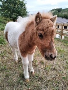 Shetland pony polovičným rodokmeňom - 5