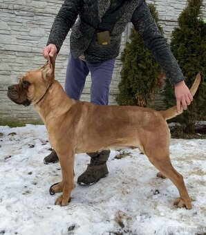 Cane Corso s PP - 5