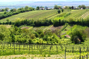 nová cena  - NA PREDAJ - vinice, obec Strekov, výmera 5659 m - 5