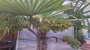 Dokonale vyklíčené semená palmy Trachycarpus fortunei - 5