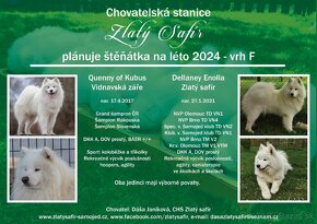 Samojed - štěňátka s PP - 5