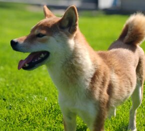 Shiba inu fenka s PP - 5