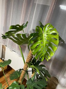 Monstera 180cm - 5