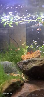 Predávam akvarium aj s vybavením a rybkami - 5