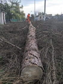 Výrub a orez stromov, rizikové pílenie, arboristika - 5