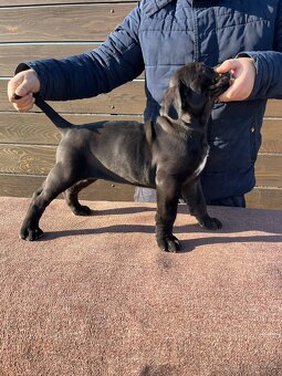 Cane Corso - šteniatka - 5