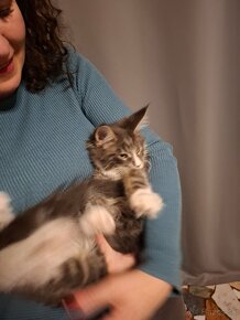 Mainska mývalia, maine coon, MCO - 5