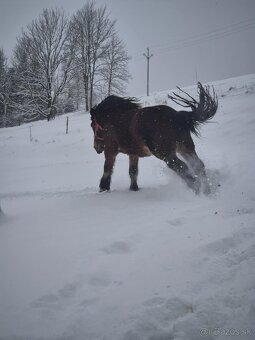 Predám ťažnu kobylu - 5