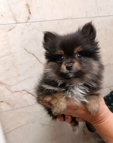 Pomeranian mini - 5