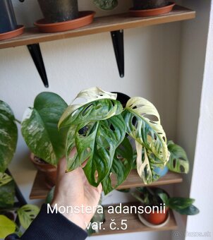 Monstera adansonii var. - 5