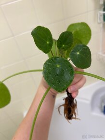 Pilea Peperomioides "sugar" - 5