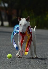 Bullterrier standard , bullterier, bulterier - 5