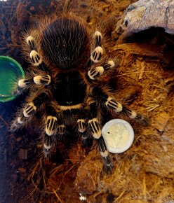 Acanthoscurria Geniculata samička - 5