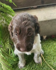 Goldendoodle F1b - 5