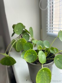 Pilea - krásna izbová rastlina - 5