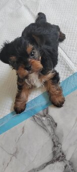 Predám Yorkshire terrier mini - 5