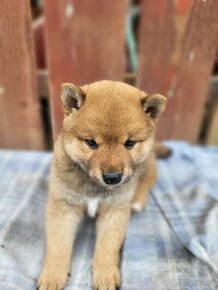 shiba inu - 5