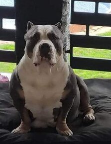 American bully s PP - 5