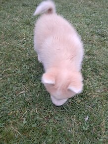 Šteniatka na predaj. Husky ×akita inu - 5