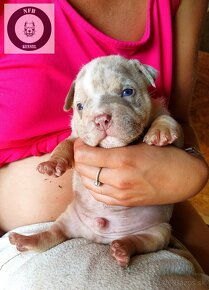 Štěňátka American Bully Pocket Exotic Top Krevní linie - 5