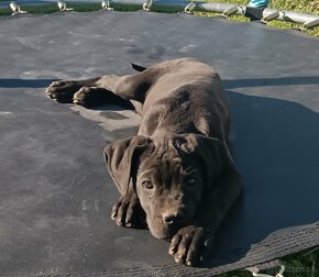 Cane Corso - 5