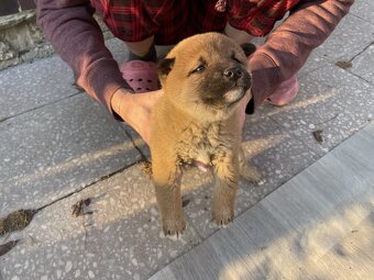 Šteniatka shiba inu - 5