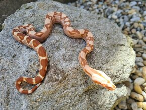 Veľhad Královský-Boa Constrictor mláďatá - 5