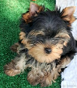 YORKSHIRE TERRIER - 5