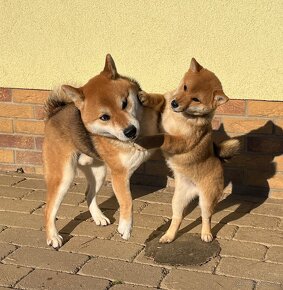 Shiba inu s PP. - 5