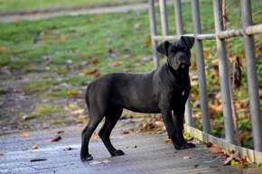 Cane Corso štěňátka s FCI PP - 5