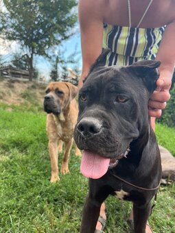 Cane Corso s PP - 5