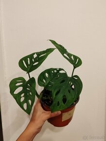 Monstera Adansonii - 5