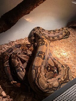 Velhad kralovsky , boa constrictor - 5