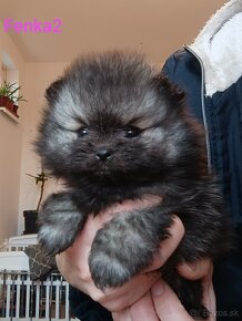 Pomeranian - 5