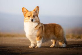 Welsh corgi pembroke s PP - 5