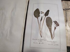 Starožitný Herbár 1892 , 392 exemplárov rastlín - 5