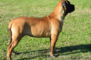 boerboel,  búrský buldok -jihoafrický mastif -feny - 5