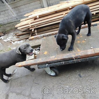 Stafordšírský bulteriér bullterrier cerna fenka - 5