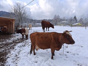 Predám kravu, Dojnica - 5