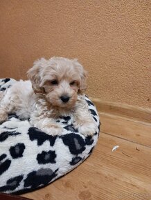 Maltipoo - 5